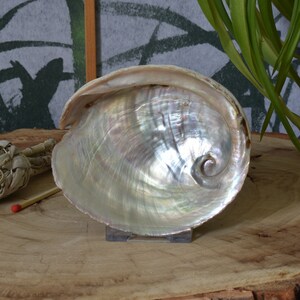 Könnte beinhalten: Eine große, irisierende Abalone-Schale mit einem spiralförmigen Muster. Die Schale ist weiß mit Schattierungen von Blau, Grün und Lila. Sie liegt auf einer Holzoberfläche.