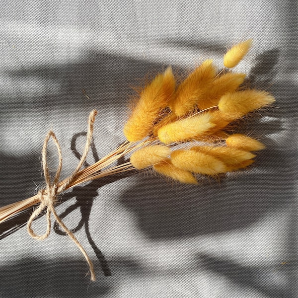 FREE SHIPPING Dried Bunny Tail Grass (Lagurus)