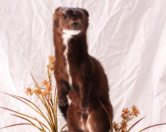 Taxidermy Mink - Etsy