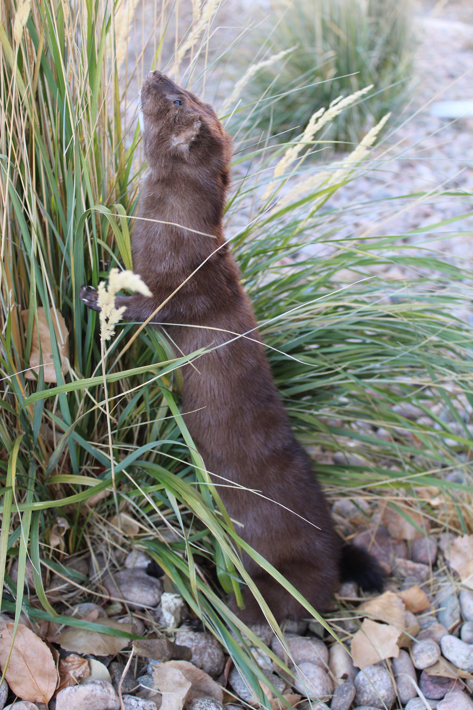 Soft Mount Mink by Wild Goose Chase Taxidermy Studio Etsy