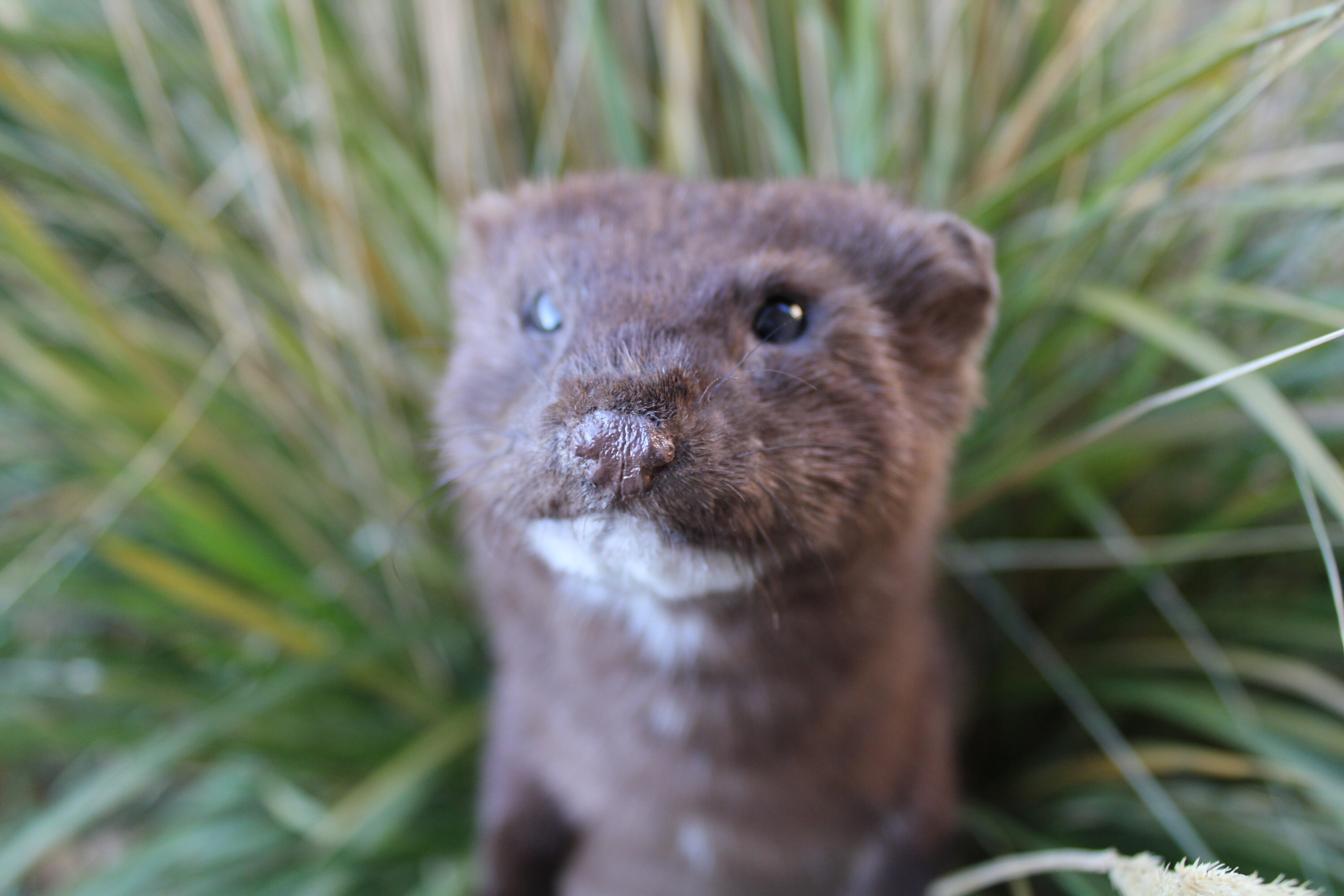 Soft Mount Mink by Wild Goose Chase Taxidermy Studio Etsy