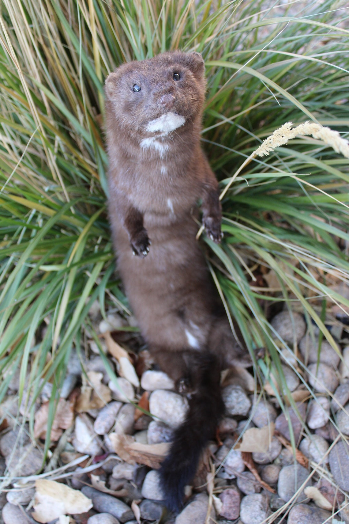 Soft Mount Mink by Wild Goose Chase Taxidermy Studio Etsy