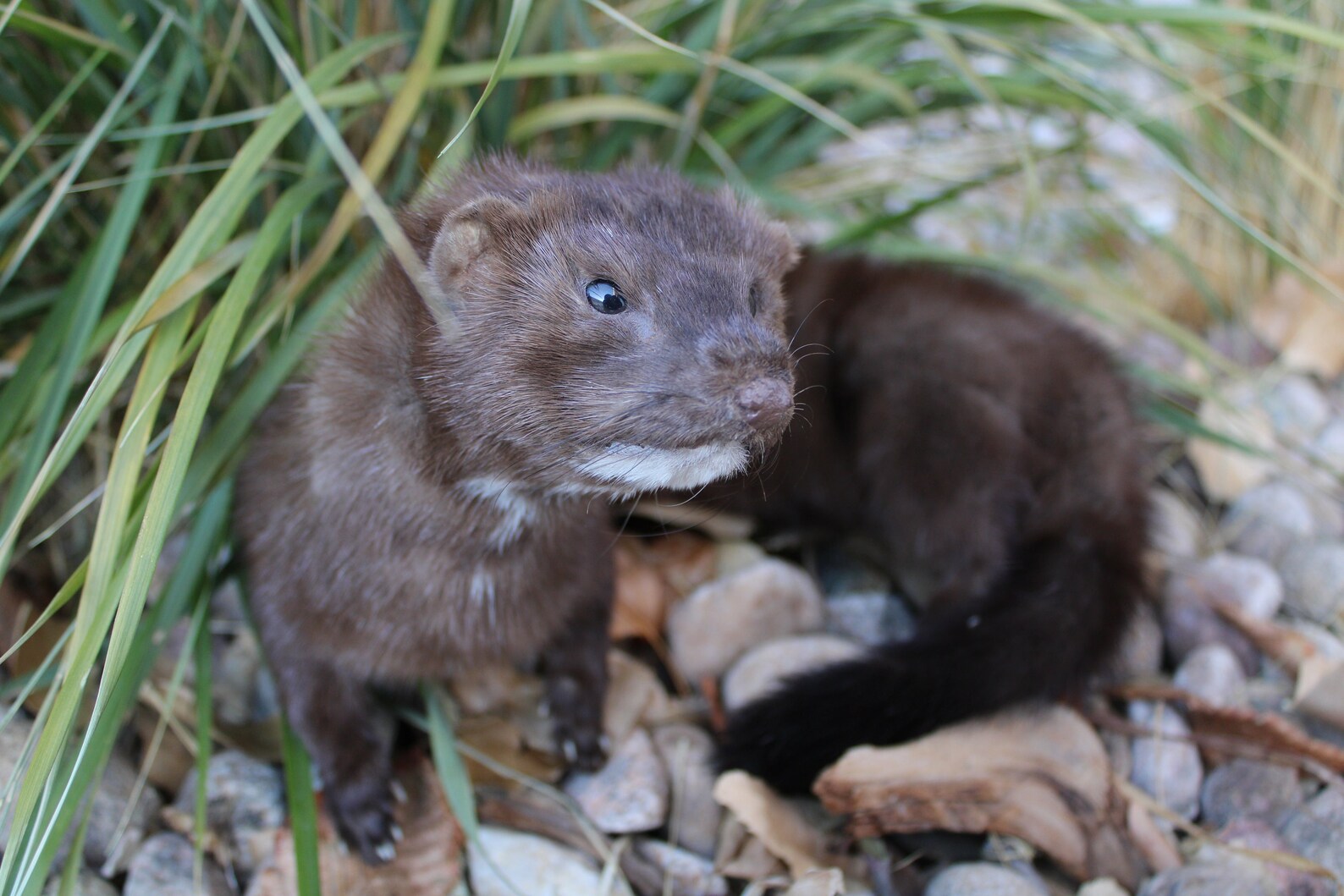 Soft Mount Mink by Wild Goose Chase Taxidermy Studio Etsy