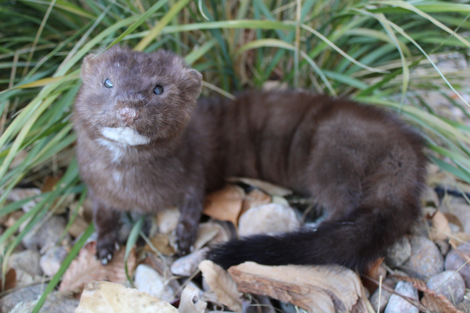 Soft Mount Mink by Wild Goose Chase Taxidermy Studio Etsy