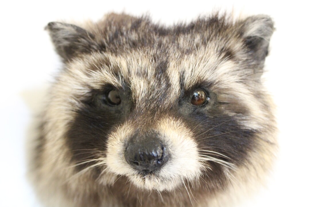 Raccoon Head Mount by Wild Goose Chase Taxidermy Studio Etsy