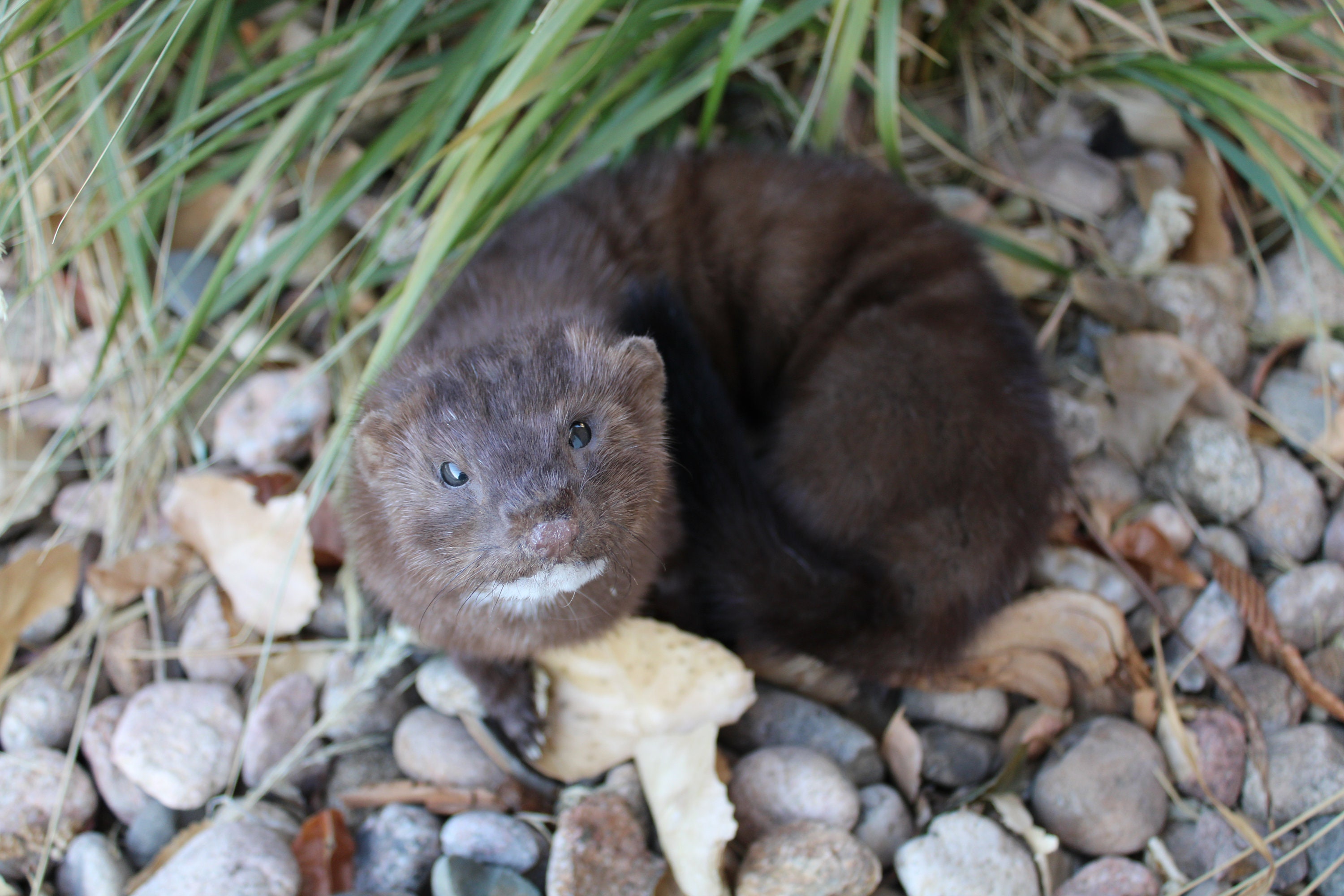 Soft Mount Mink by Wild Goose Chase Taxidermy Studio Etsy
