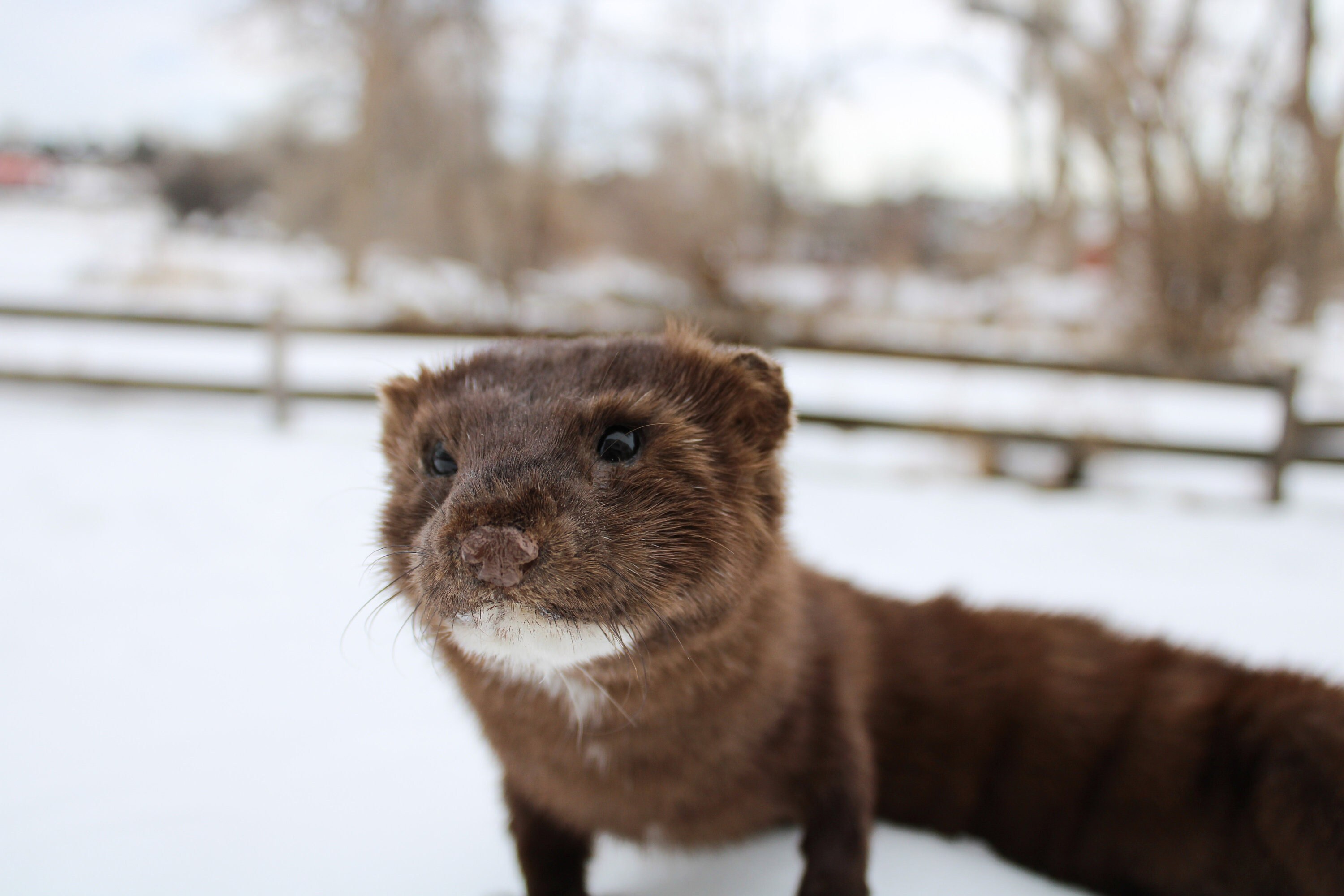 Soft Mount Mink by Wild Goose Chase Taxidermy Studio Etsy