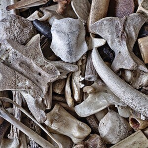 May include: A close-up of a collection of animal bones, including vertebrae and horns. The bones are in shades of off-white, tan, and brown, creating a textured, natural arrangement. The composition is dense, with various shapes and sizes.