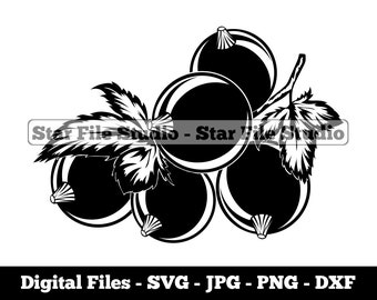 Schwarze Johannisbeere Svg, Beeren Svg, Früchte Svg, Schwarze Johannisbeere Png, Schwarze Johannisbeere Jpg, Schwarze Johannisbeere Dateien, Schwarze Johannisbeere Clipart