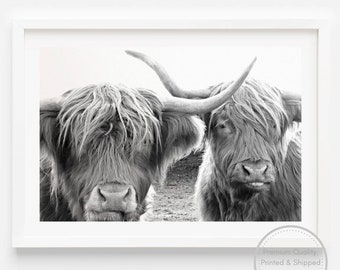 Black and White Bulls | Two Cows | Farmhouse Poster | Country Coastal Wall décor