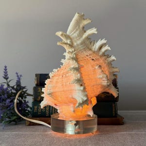 Vintage Conch Shell Accent Lamp Acrylic Base Ramose Murex  *read