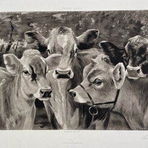 May include: A black and white drawing of four calves. The calves are standing close together and looking at the viewer. The drawing is done in a realistic style and shows the details of the calves' fur and features.
