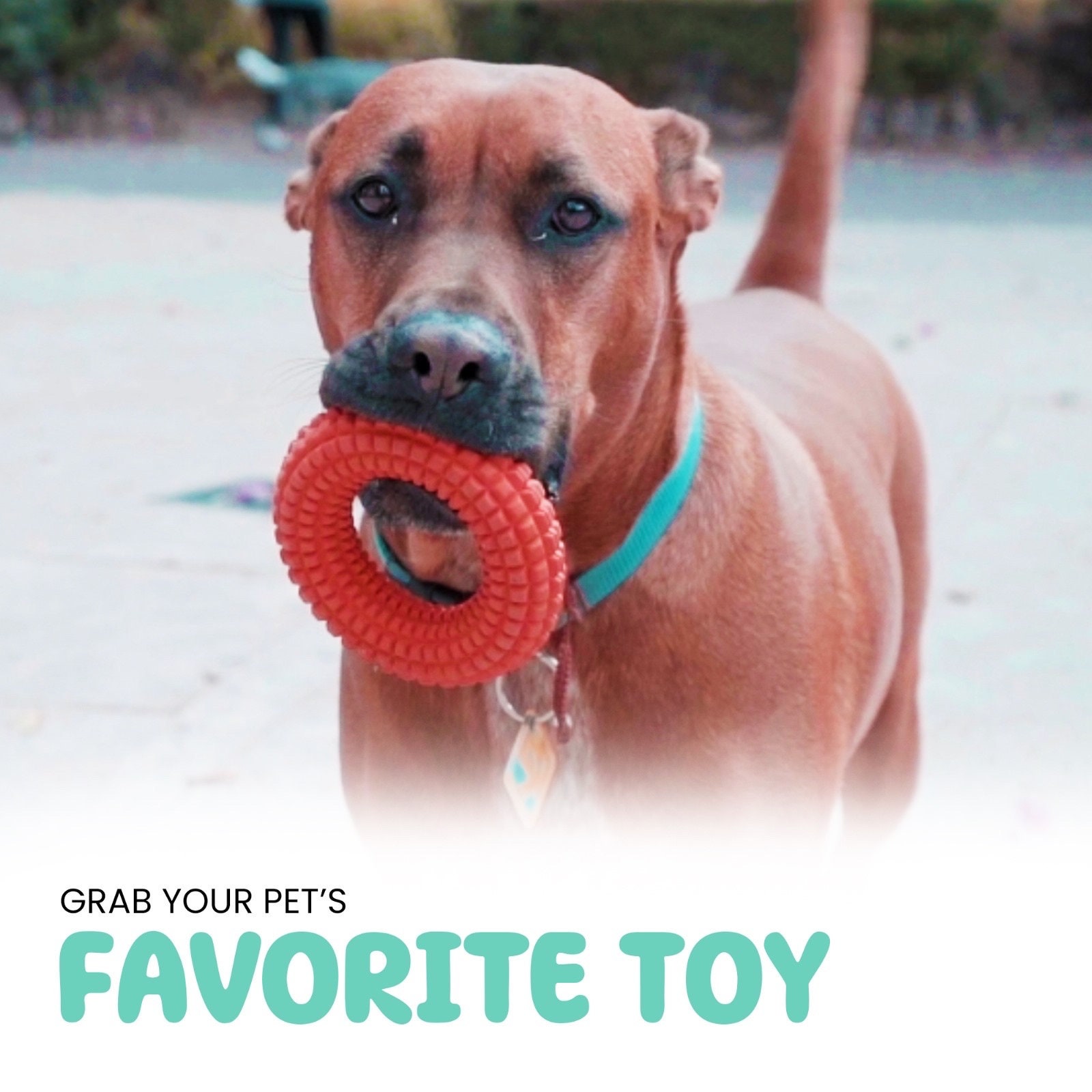 TOME DOG TOYS Ring Solid Dog Toys for Aggressive Chewers Etsy México