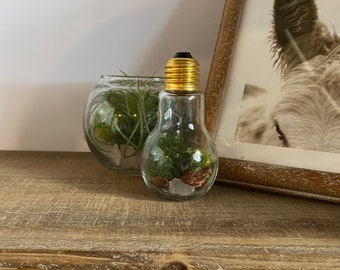 May include: A clear glass terrarium shaped like a lightbulb with a gold-colored base, filled with moss, small stones, and greenery. A small glass bowl terrarium with greenery is behind it. A framed black and white photo of a donkey is in the background.