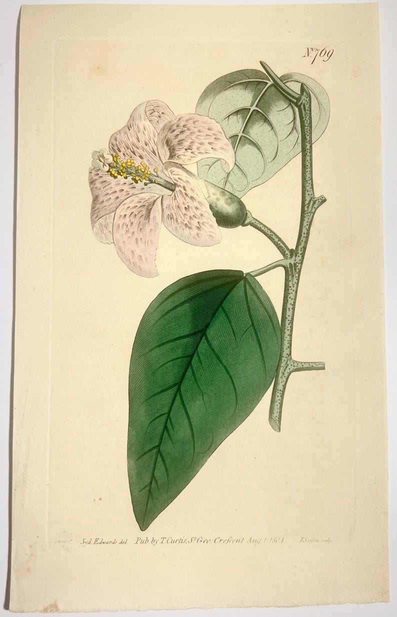 Gravure botanique ancienne originale de 1804, n° 769, extraite du ...