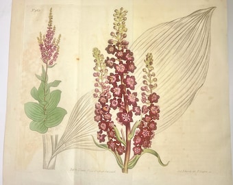 1806 Curtis Botanical Magazine Nr. 963 Dunkelblühender Veratrum Original handkolorierter Druck