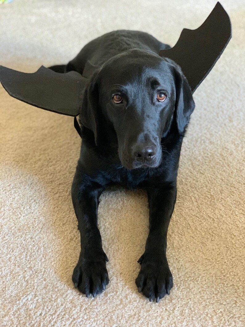 Dog Bat Wings Custom Pet Gifts Cat Bat Wings Cosplay Pet Etsy