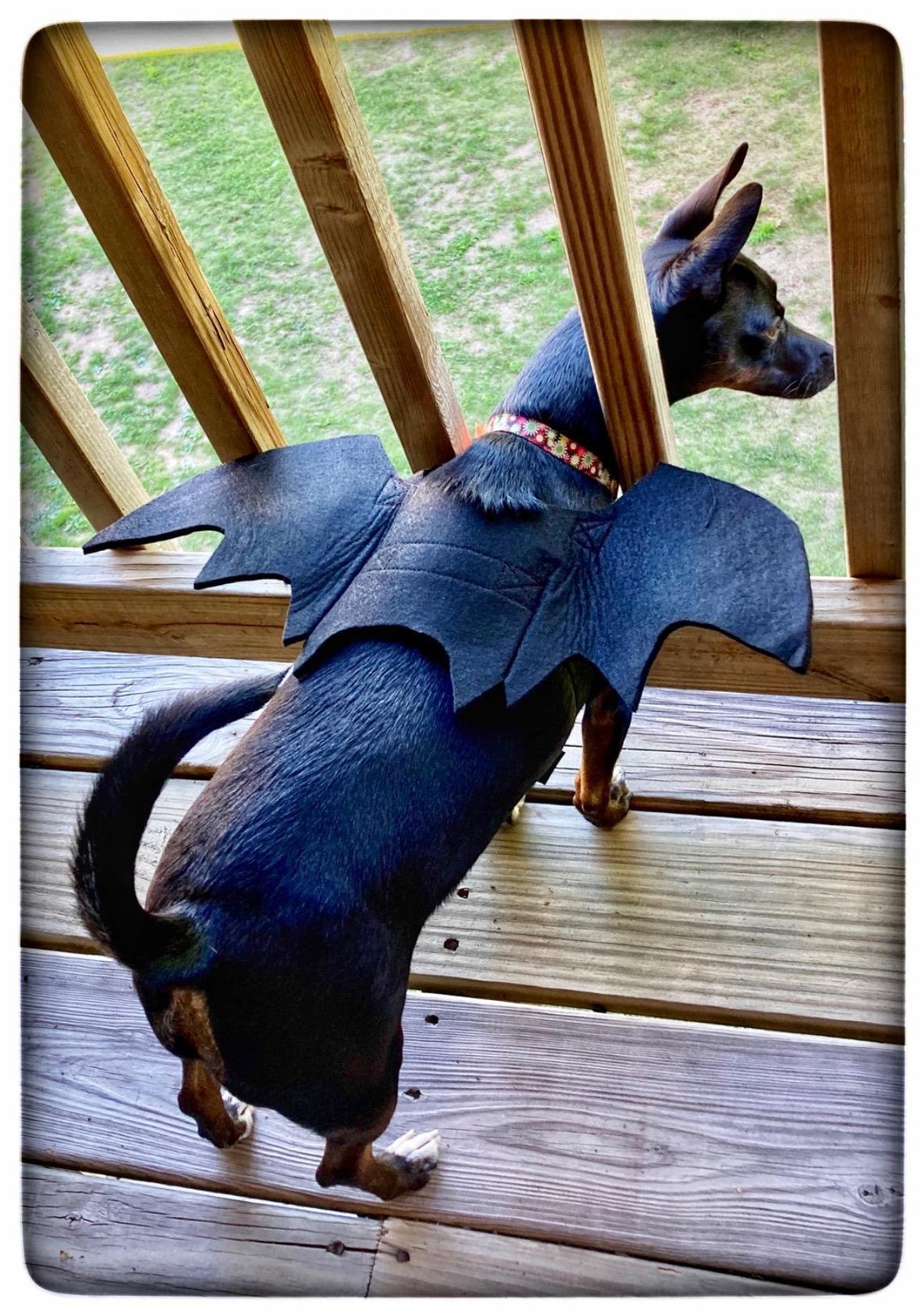 Dog Bat Wings Custom Pet Gifts Cat Bat Wings Cosplay Pet Etsy