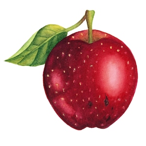 Dipinto originale di mela • Belle arti di mela • Illustrazione ad acquerello • Arte botanica originale • Arte originale ad acquerello • Arte murale di frutta