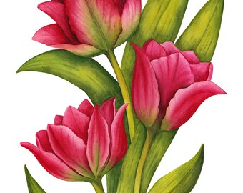 Peinture originale tulipe • Art botanique • Tulipe aquarelle • Beaux-arts • Oeuvre d'art tulipe • Illustration aquarelle • Art floral original