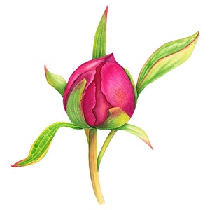 Peony original painting • Botanical art • Watercolor peony • Peony fine art • Peony artwork • Plum original art • Floral art illustration