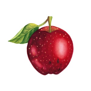 Dipinto originale di Apple • Belle arti di Apple • Illustrazione ad acquerello • Arte botanica originale • Arte originale ad acquerello • Arte da parete con frutta
