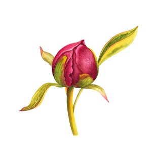 Peony original painting • Botanical art • Watercolor peony • Peony artwork • Watercolor original art • Original floral art • Peony wall art