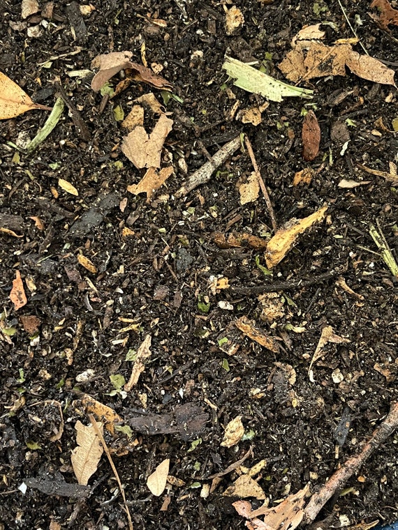 Premium Isopod Millipede Roach Substrate Mix Etsy