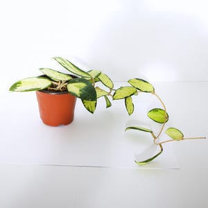 weie orchideen Orchid White