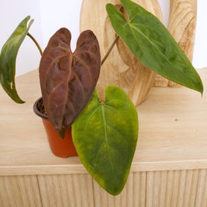 Anthurium Papillilaminum | Rooted Live Plant