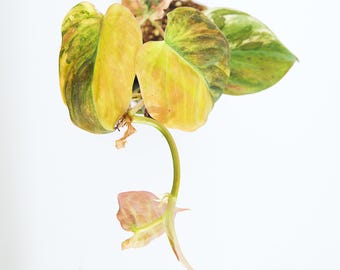 Variegated Philodendron Pink/Aurea Micans rare plant