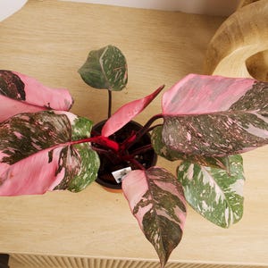 Philodendron Pink Princess Galaxy Plants, exact plants.