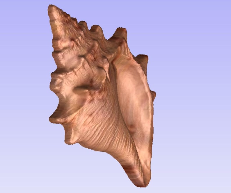 Conch Shell STL File 3D Model for CNC - Etsy Canada