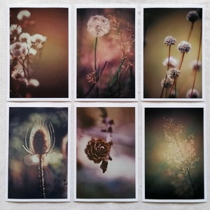 Postkarten Set | Foto Postkarten Natur | Postkarten Fotografie | Gräser | Pusteblume | Wanddekoration | Botanik | Geschenk | Art of Nature