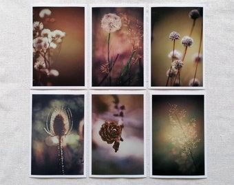Postcard Set | Photo Postcard Nature | Postcards Photography | grasses | Dandelion | wall decoration | Botany | gift | Art of Nature