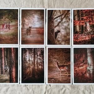 Postkarten Set Waldtiere | Tierpostkarten | Postkarten Set Natur | Fotopostkarten | Postkarten Natur | Naturfotografie | besondere Postkarte
