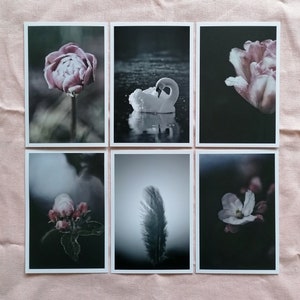 Postkarten Set Natur | Foto Postkarten Natur | Postkarten Fotografie | Naturfotografie | Wanddekoration | Botanik | Geschenk | Art of Nature