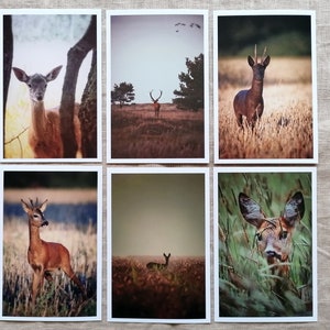 Postkarten Set Natur | Tierpostkarten | Postkarten Vintage | Tierfotografie | Reh | Natur | Wanddekoration | besonderes Geschenk