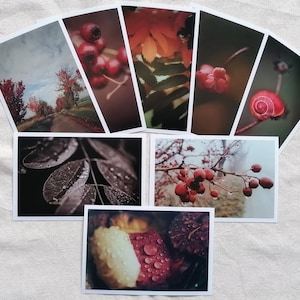 Postkarten Set Natur | Fotopostkarte | Postkarte Herbst | Naturfotografie | Wanddeko | Botanik | Vintage Grußkarte | Geschenk