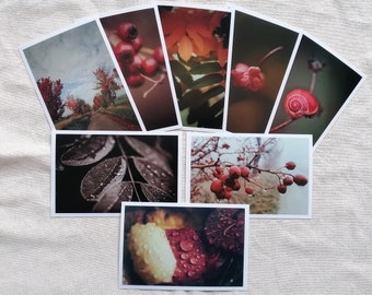 Postkarten Set Natur | Fotopostkarte | Postkarte Herbst | Naturfotografie | Wanddeko | Botanik | Vintage Grußkarte | Geschenk