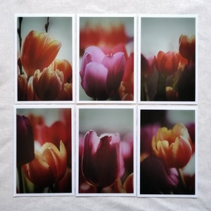Frühling Bilder | Postkarten Set Natur | Tulpen Bilder | Frühlingsblumen Bilder | Frühlingskarten | Karte Frühling | Botanik | Geschenkidee