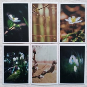 Postkarten Set Natur | Fotopostkarte Naturfotografie | Postkarten Frühling | Wanddeko | Botanik | Grußkarte | Postkarten Ostern