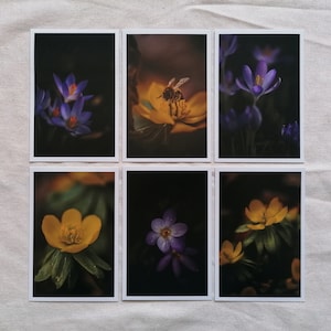 Postkarten Set Natur | Blumen Postkarten | schöne Bilder | Frühlingsblumen Bilder | Frühlingskarten | Karte Frühling | Botanik | Geschenk