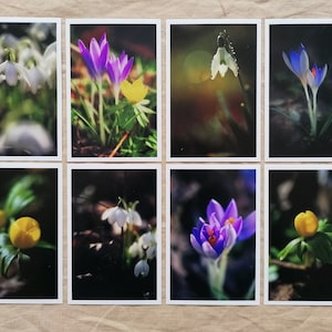 Postkarten Set Natur | Postkarten Fotografie | Postkarten Frühling | Schneeglöckchen | Foto Postkarte Naturfotografie