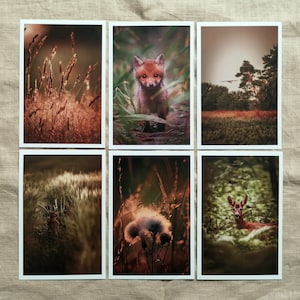 Postkarten Set Waldtiere | Tierpostkarten | Postkarten Set Natur | Fotopostkarten | Postkarten Natur | Naturfotografie | besondere Postkarte
