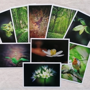 Postkarten Set Natur | Fotopostkarten Naturfotografie | Tierpostkarten Frühling | Wanddeko | Botanik | Karten Wald | Art of Nature