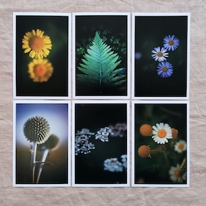 Postkarten Set Natur | Foto Postkarten Natur | Postkarten Fotografie | Farn | schöne Bilder Natur | Wanddekoration | Botanik | Art of Nature