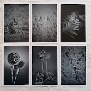 Postkart Set Natur | schwarz weiß Fotografie | Bilder schwarz weiß | Postkarten schwarz weiss | schöne Bilder Natur | Fotopostkarten Natur