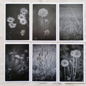 Postkarten schwarz weiß | Fotopostkarte schwarz weiß | Postkarten Set Natur | Postkarten Trauer | Beileid wünschen | schwarz weiß Fotografie
