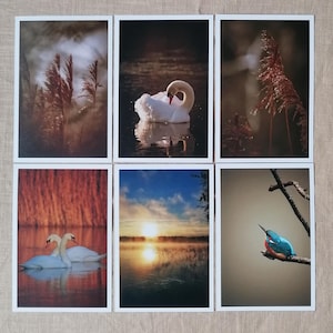 Postkarten Set Natur | Foto Postkarten Natur | Postkarten Fotografie | Eisvogel | Schwan | Wanddekoration | Botanik | Art of Nature